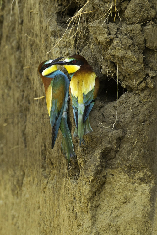 <p><a class="tumblr_blog" href="http://avianeurope.tumblr.com/post/127176709919">avianeurope</a>:</p>
<blockquote>
<p>

<b>European Bee-eater</b> (<i>Merops apiaster</i>)

>>by <a href="https://www.flickr.com/photos/francesco_veronesi/7357874872">Francesco Veronesi</a>


 </p>
</blockquote>

<p>Fantastic bee-eaters<br/></p>