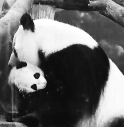 Giant Panda Photos