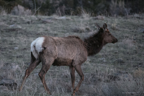 The Elk are always a bit more cautious about us photographers, the Deer pretend to be, but they actu