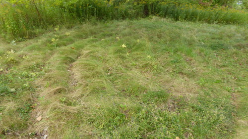 Overgrown grass labyrinth. The path extends into the long plants on the outer circle