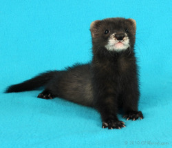 dooktrain:  A beautiful black sable ferret. 