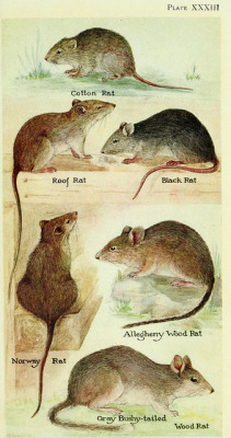 wapiti3:  Field book of North American mammals;