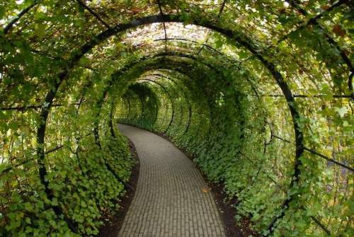 bregma:The Alnwick Poison Garden is pretty much what you’d think it is: a garden full of plants that