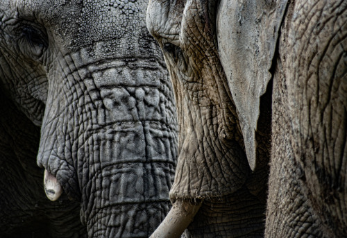 Some recent edits of zoo portraits I have taken over the past several years. I hope they bring some 