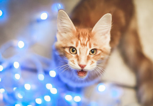 Dec2014-0452-2 by Elite Forces of Fuzzy Destruction on Flickr.