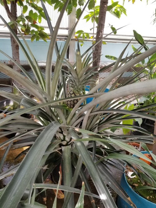 Ever wonder what a growing pineapple looks like? They’re actually giant bromeliads! This pineapple (