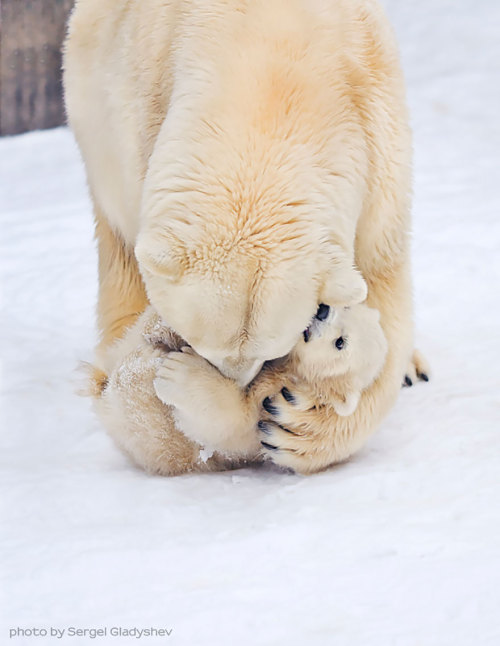 angelclark:  Big Bears Teaching Their Teddies How To Bear  Momma bears are a fairly devoted bunch, and because bears are so incredibly cute, the moments they enjoy in the spring when raising their young cubs can be truly precious. That’s why we collected