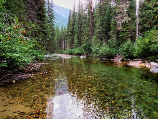 primitive-nature:  White Creek, Bc