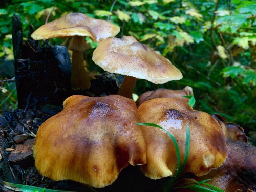 Forest Caps