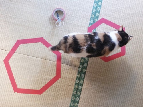 Have you tried the Cat Circle trick yet? Smaller also preferred.