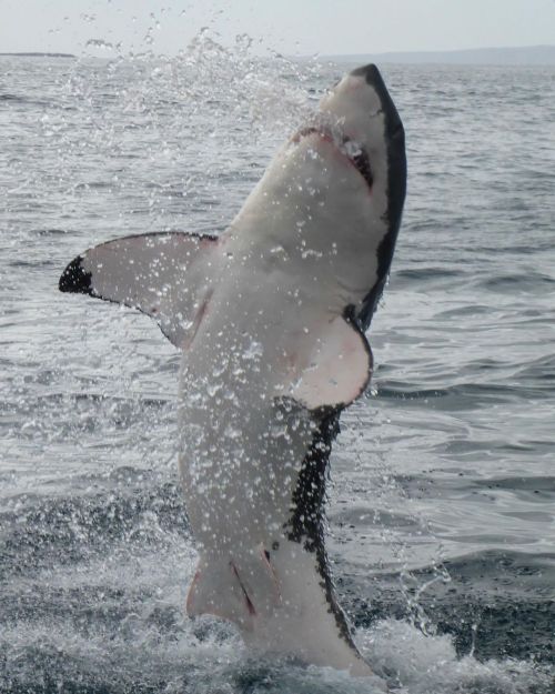 We were jumping for joy like this shark was in April 2019 as we saw a shark yesterday for the first 