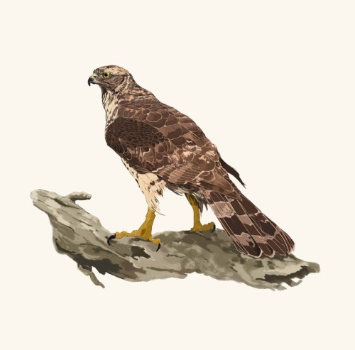 goshawk