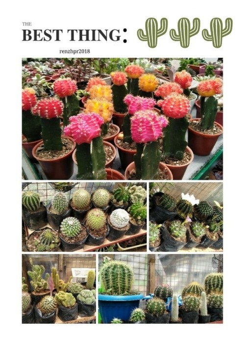 And lastly WHERE LOVE AND CACTI COLLIDES. ^ω^ Recently I&rsquo;m into Cacti and Succulents