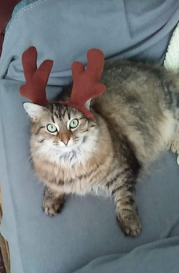 unflatteringcatselfies:  This is Christmas Claudia!!!! (Or more commonly called Captain