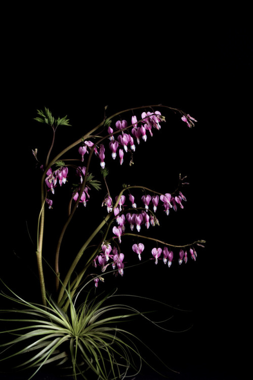 Bleeding Hearts©Botanic Art