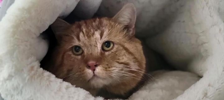 todaysbird:i CANNOT get over this cat at my local shelter are you SERIOUSGAH!!!