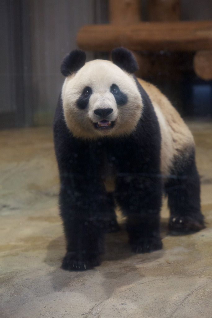 giantpandaphotos:  Shin Shin at the Ueno Zoo in Tokyo, Japan, on February 6, 2014.