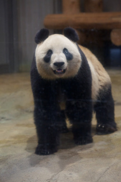 giantpandaphotos:  Shin Shin at the Ueno Zoo in Tokyo, Japan, on February 6, 2014. © Copanda V.