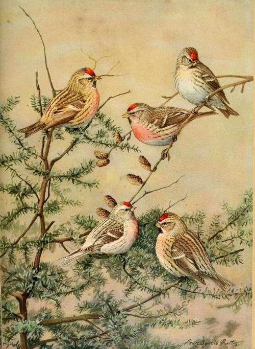 onbooksandbirds:From Birds of Massachusetts and other New England States by Edward Howe Forbush (192