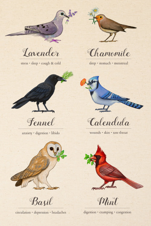 yonderbeasties:Here is the first full set of “Birds & Herbs”. Prints can be purchased here. I wi