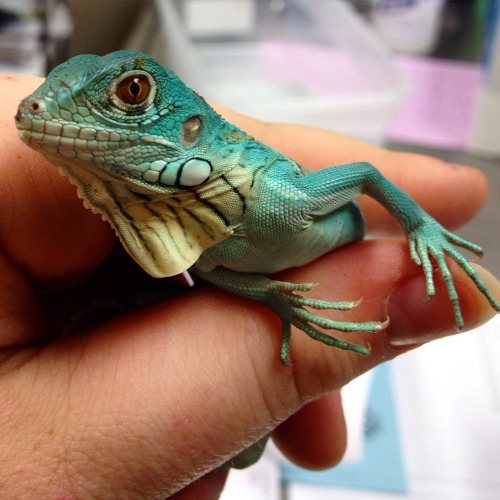 andthentherewasarat:Prettiest blue iguana I’ve ever seen