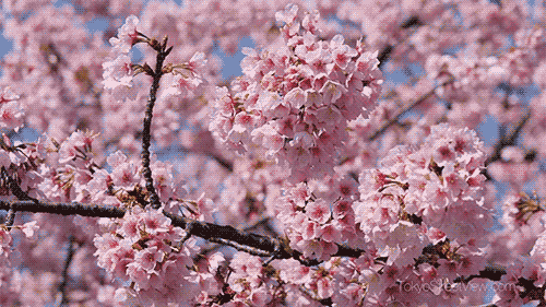 naturegifs:2018 Tokyo first Cherry blossoms by Tokyo Street View