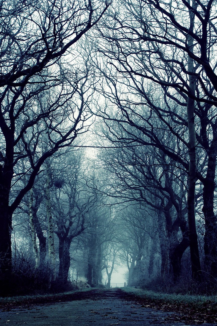 10bullets:
“ Mystical Trees by NievesMarie96
”