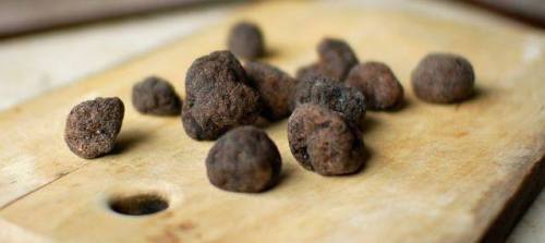 Enigmatic TruffleBlack truffles (Tuber melanosporum) depend on animals, such as pigs, to eat them, c