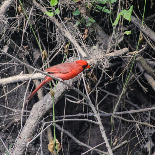 Northern Cardinal (male)Cardinalis cardinalisConcan, Texas, United States, 2015