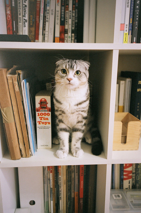 fucksakeletsbecats:  💜 fucksakeletsbecats.tumblr.com 💜 