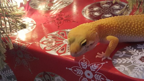 Christmas geckos, except Sprint because she wouldn’t stay still.