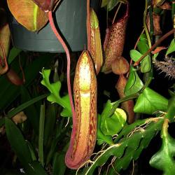 youcanleadahorticulture:  Nepenthes x ‘Miranda’ - A couple of the many new pitchers. I’m so glad this one is growing well for me. 