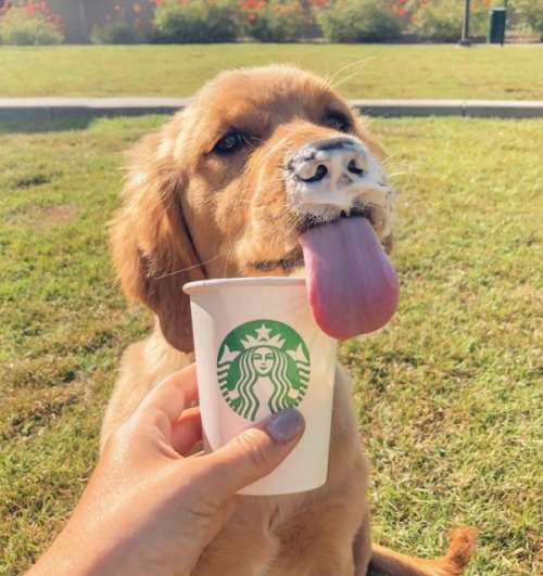 babydogdoo:  Her favorite drink
