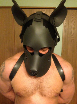 tychopup:  Bad pup being corrected. Mouthing off and cursing at me has earned this pup some forced chastity, an extra-large tail, and tighter-than-usual restraints. After a scolding and spanking by me he can lay there and think about what he did.Next