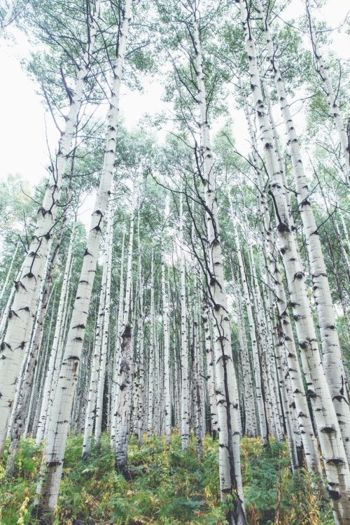 Fall in Colorado