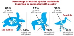 thegreenveganchick:  Go Green Tip 24: Refuse disposable plastic &amp; reduce your plastic footprint There is a garbage patch (2200km long, 800 km wide &amp; 10 meters deep) floating in the North Pacific Gyre, which mainly consists of petroleum-based