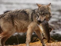 sisterofthewolves:Coastal wolf by Chris Darimont