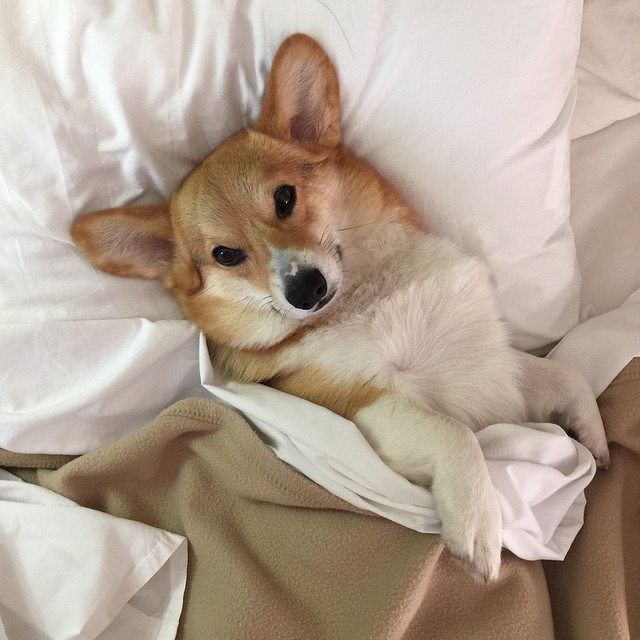 chompersthecorgi:  Woke up like this. 😊❤️ #GoodMorning!