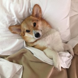 chompersthecorgi:  Woke up like this. 😊❤️