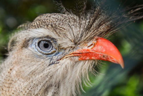 cool-critters:Red-legged seriema (Cariama cristata)The red-legged seriemam is a mostly predatory ter