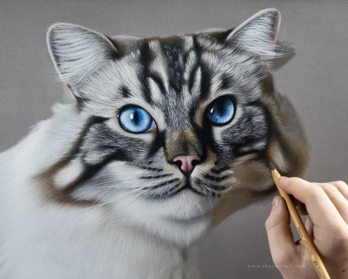 shaymusart:Process of my latest animal drawing, a commission for a lovely client with a cat who has 