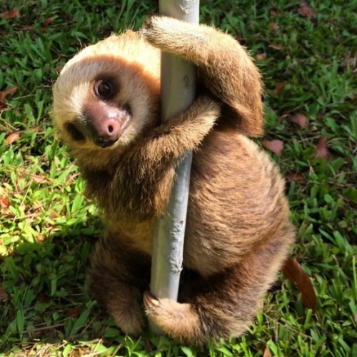 thatslothblog: she work it girl, she work the pole,she break it down, she take it low