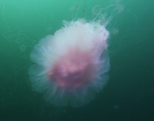 mazzystardust:  Lion’s mane jellyfish (Cyanea capillata)