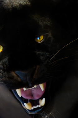 llbwwb:   (via 500px / Black Panther by Wayne Holt) 