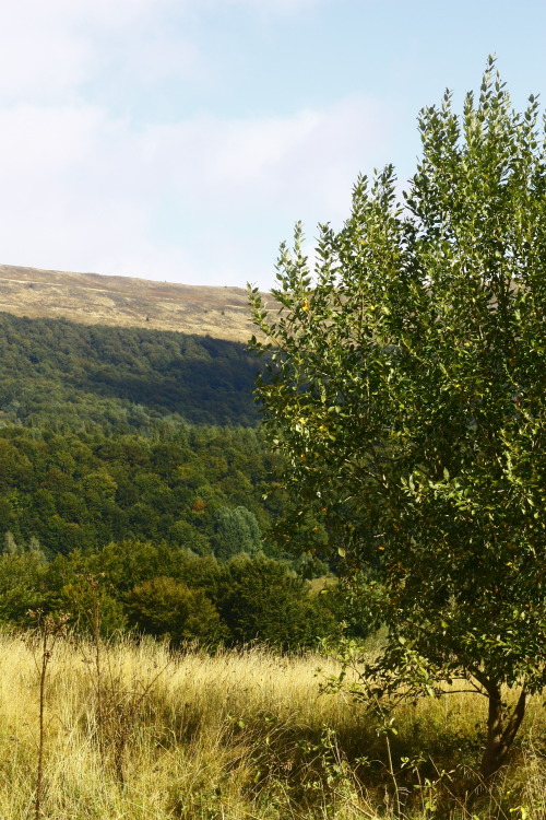 Bieszczadzki Park Narodowy(Bieszczady National Park)