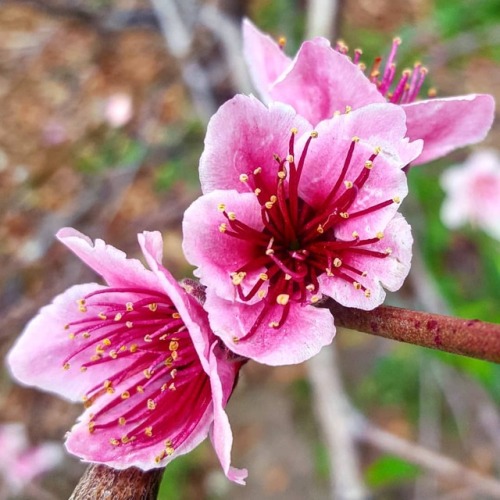 #peach #peaches #peachblossom #stonefruit #summer #summeriscoming