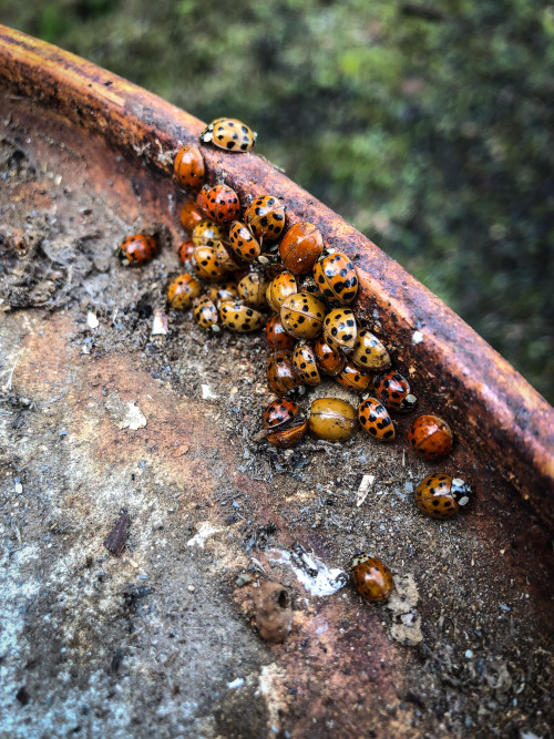 Ladybug Convention at the Oil Barrel - Douglas County, Oregon - Spring 2018