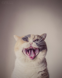 mostlycatsmostly:  (by lown_c) 