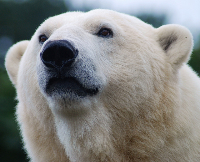 marinemammalblog:  Polar Bear-Mercedes(Ursus Martimus).Last captive Bear in Britain.