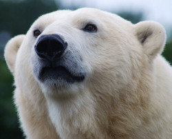 marinemammalblog:  Polar Bear-Mercedes(Ursus
